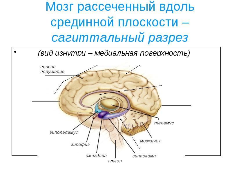 Мозг рассеченный вдоль срединной плоскости – сагиттальный разрез   