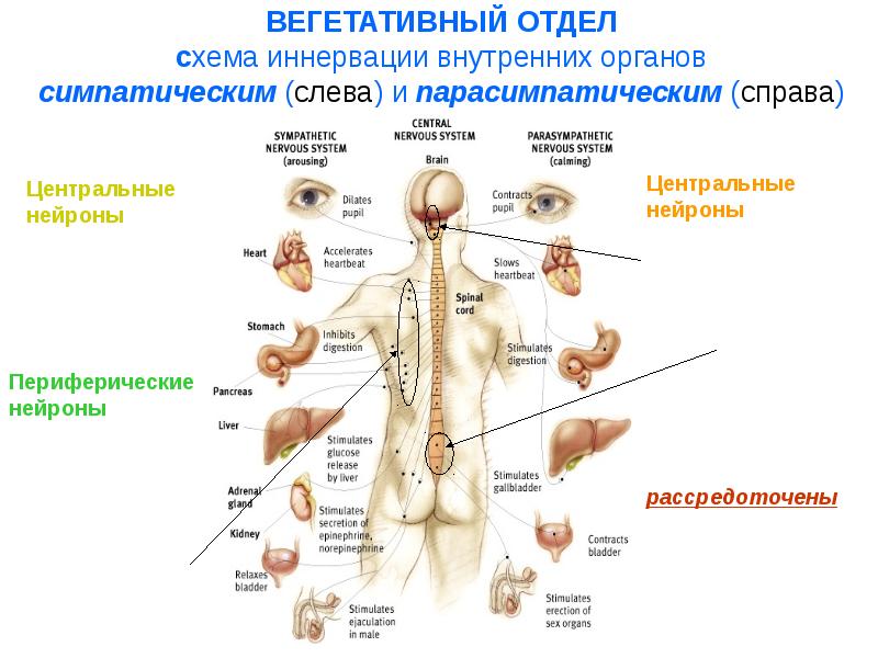 Вегетативная ткань. Схема иннервации органов. Вегетативная иннервация надпочечников.