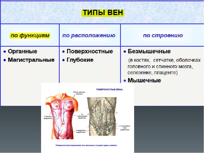 Вены стенок туловища