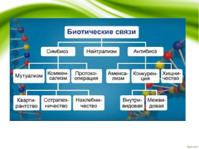 Пищевые связи в природе 9 класс презентация