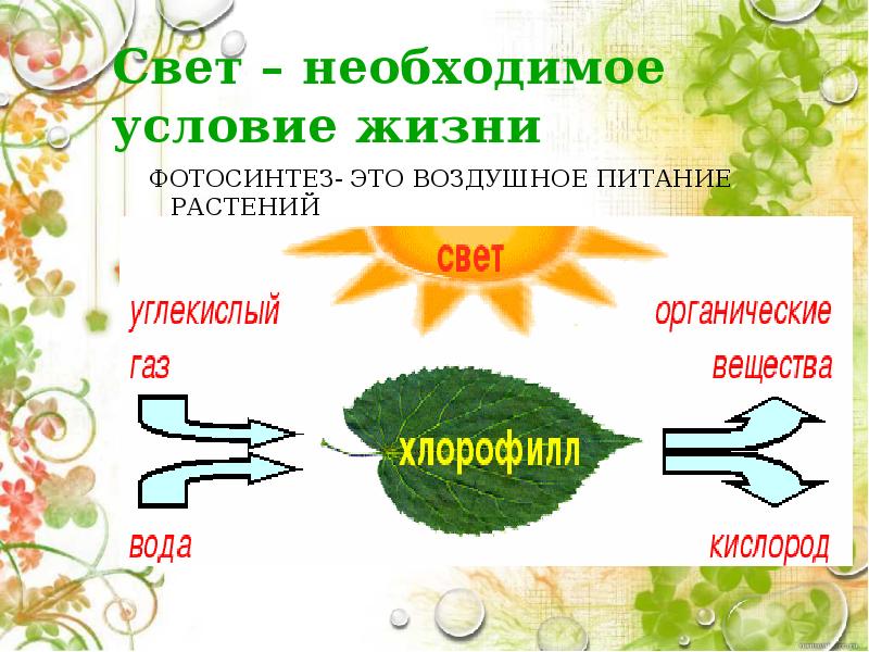 Тест по теме фотосинтез 6 класс биология