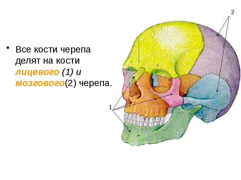 Лицевые кости черепа человека