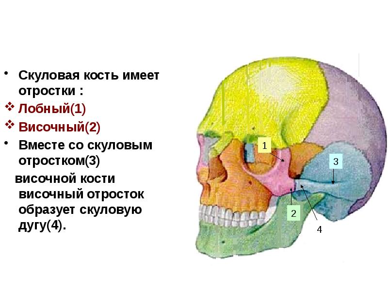 Скуловая дуга картинки