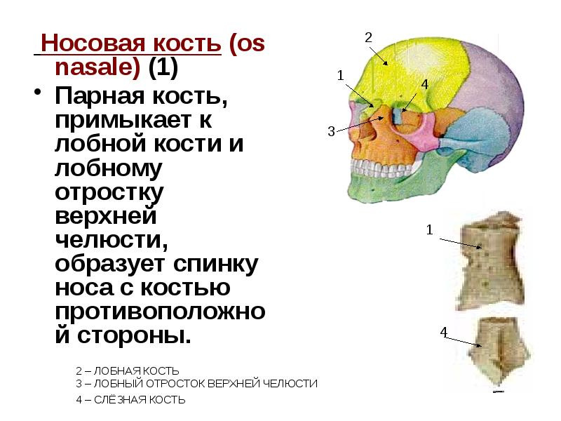 Носовая кость. Строение носовой кости анатомия. Носовая кость кость схема. Строение Носова кость черепа.