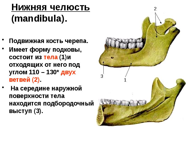 Подвижная кость черепа. Нижняя челюсть анатомия медунивер. Ветвь нижней челюсти анатомия. Анатомия нижней челюсти на кт. Угол нижней челюсти анатомия.