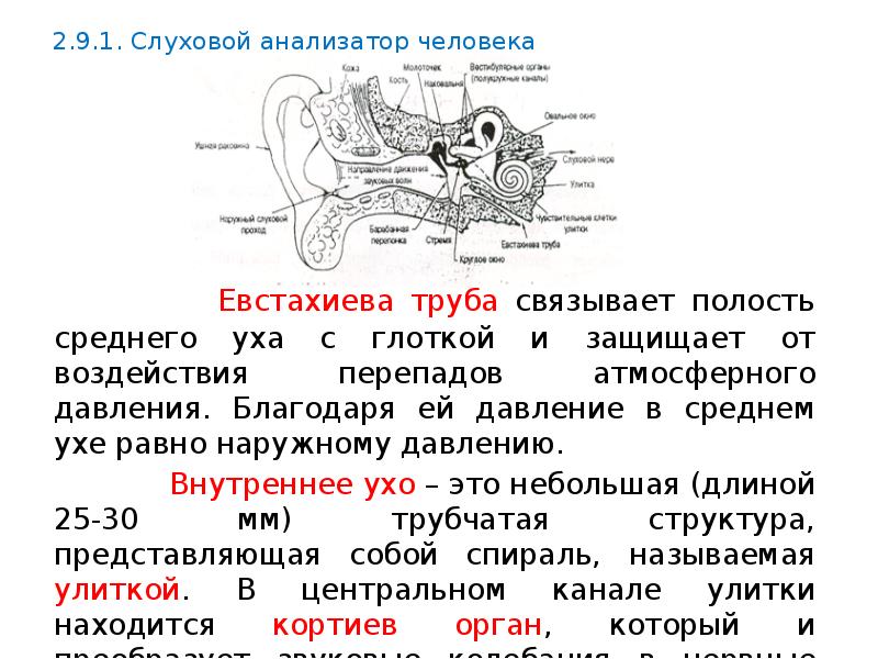 Какой цифрой на рисунке обозначена евстахиева труба