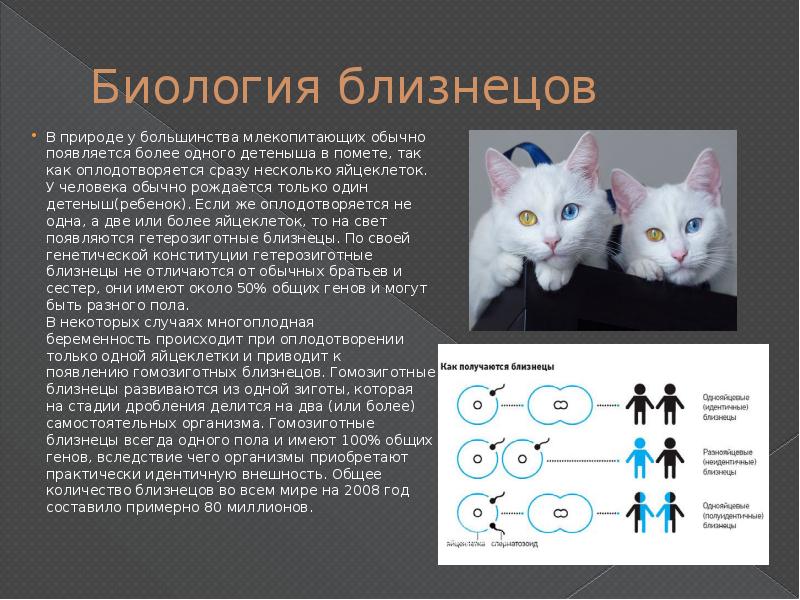 Близнецовый метод исследования генетики человека презентация