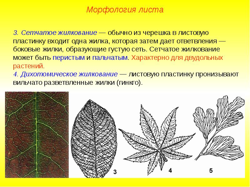 Какое жилкование листьев вероятнее всего будет у растения семя которого изображено на рисунке