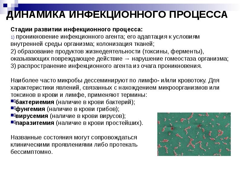 Динамика инфекционной болезни. Этапы развития инфекционного процесса. Динамика развития инфекционной болезни микробиология. Динамика развития инфекционной болезни периоды.