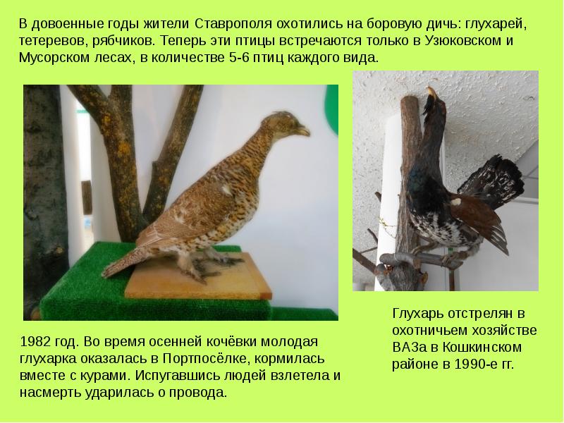 Этих двух птиц не встретишь. Птицы тольяттинских лесах. Птицы на которых охотятся в Ставрополе. Арт-объект рябчики из дерева. МБУК «Тольяттинский краеведческий музей» логотип.