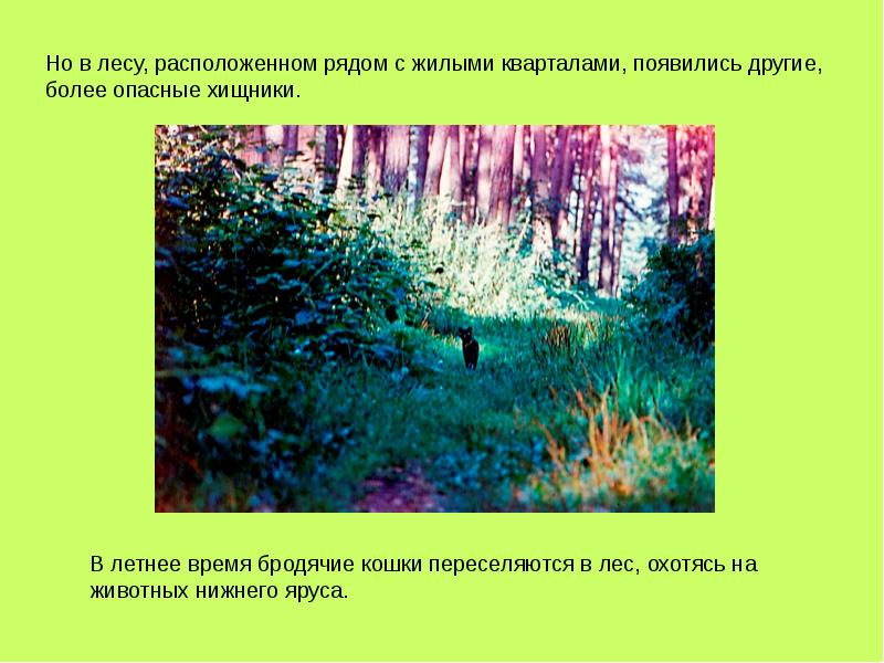 Лес расположенный вблизи большого. В лесу расположенному. Лес расположение вблизи большого. Лес,расположенный вблизи боль......