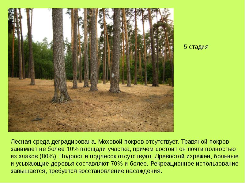 История леса. Дреаостой подроси подоесок. Древостой подлесок. Подрост и подлесок. Древесный подрост подлесок.