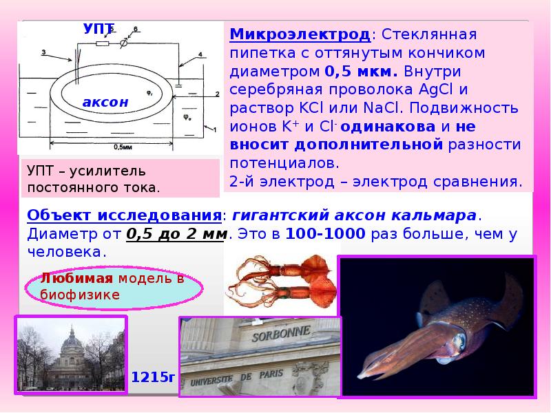 Презентация на тему электрография