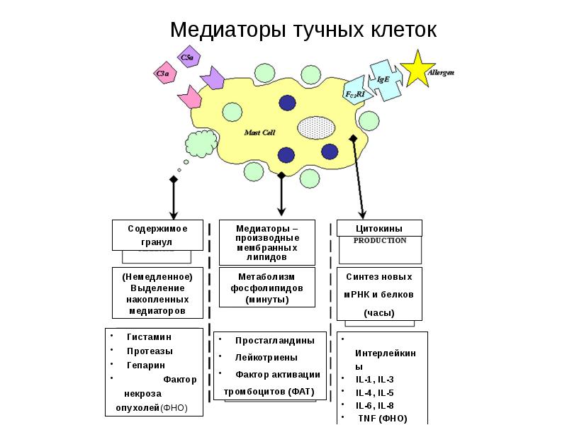 Схема воспаления медиаторы