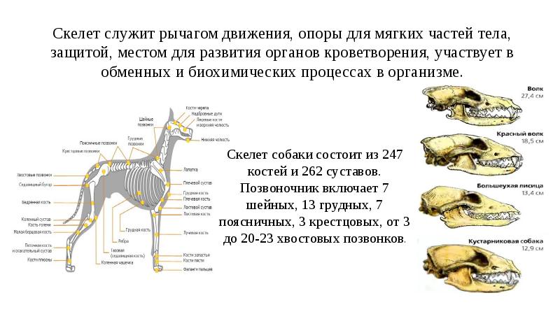 Одомашнивание собаки презентация