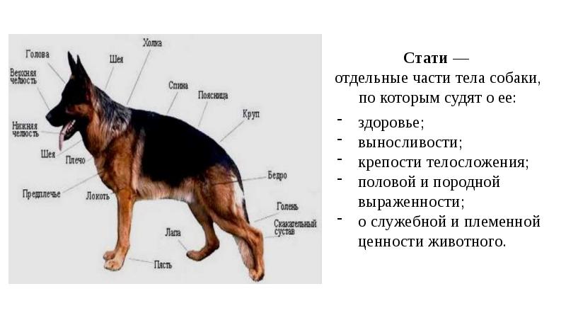 Класс dog. Основы кинологии. Кинология строение собаки. Конспект по кинологии. Кинология вопросы.