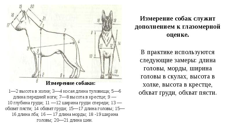 Одомашнивание собаки презентация