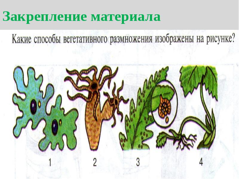 Как называется свойство живых организмов изображенное на рисунке растение в горшке