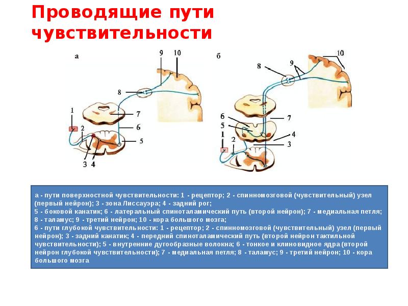 Путь поверхностной чувствительности схема. Пути поверхностной и глубокой чувствительности схема. Проводящие пути поверхностной чувствительности. Путь поверхностной чувствительности неврология.