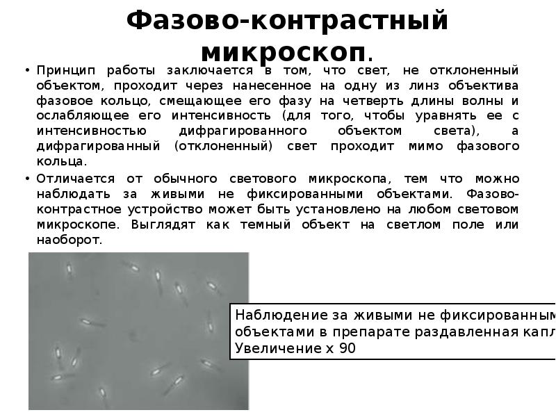 Фазово-контрастный микроскоп. Принцип работы заключается в том, что свет, не отклоненный