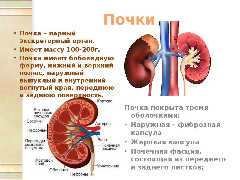 Верхние границы почек. Полюса почки.