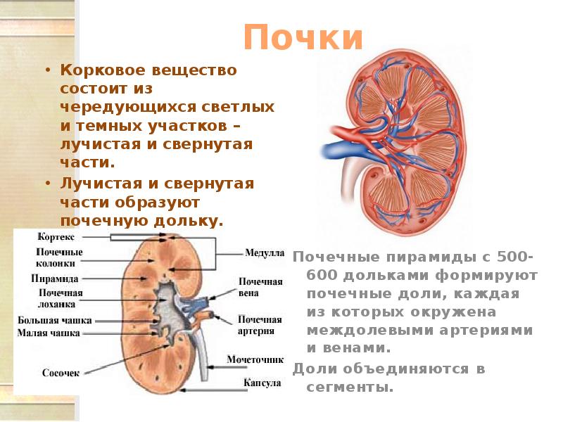 Вещества почки