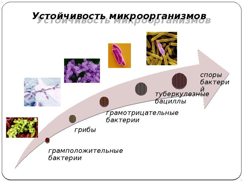 Устойчивость микроорганизмов Устойчивость микроорганизмов