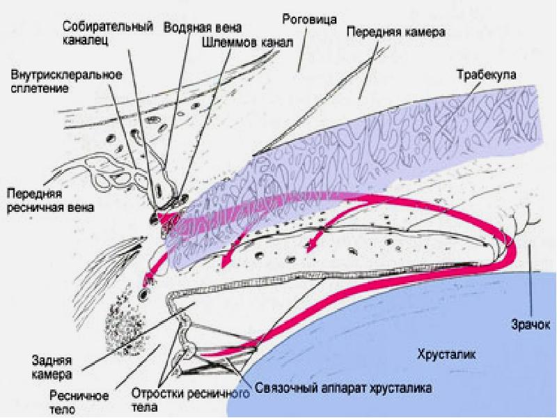 Гидродинамика глаза. Дренажная система глаза. Анатомия дренажной системы глаза. Нарушение гидродинамики глаза. Шлеммов канал глаза.