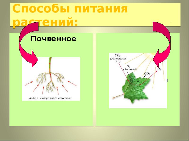 Рисунок питание растений. Способы питания растений. Почвенное питание растений. Процесс почвенного питания растений. Особые способы питания растений.