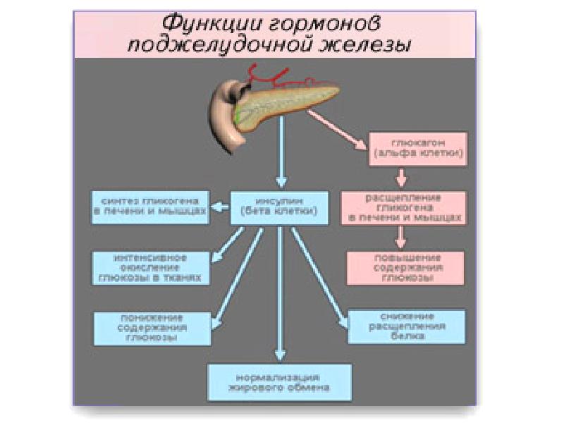 Гормоны поджелудочной железы и их функции презентация