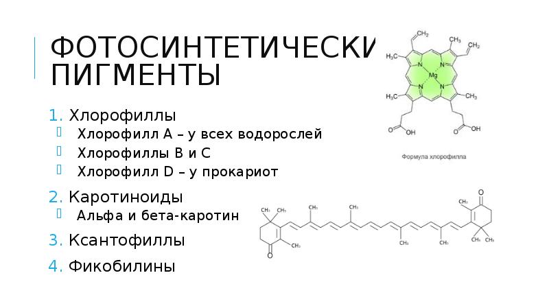 Пигмент хлорофилл