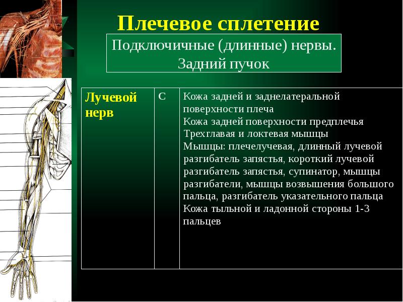 Плечевой нерв. Короткие ветви плечевого сплетения. Нервы плечевого сплетения анатомия. Плечевое сплетение длинные ветви анатомия. Длинные ветви плечевого сплетения спинномозговых нервов.