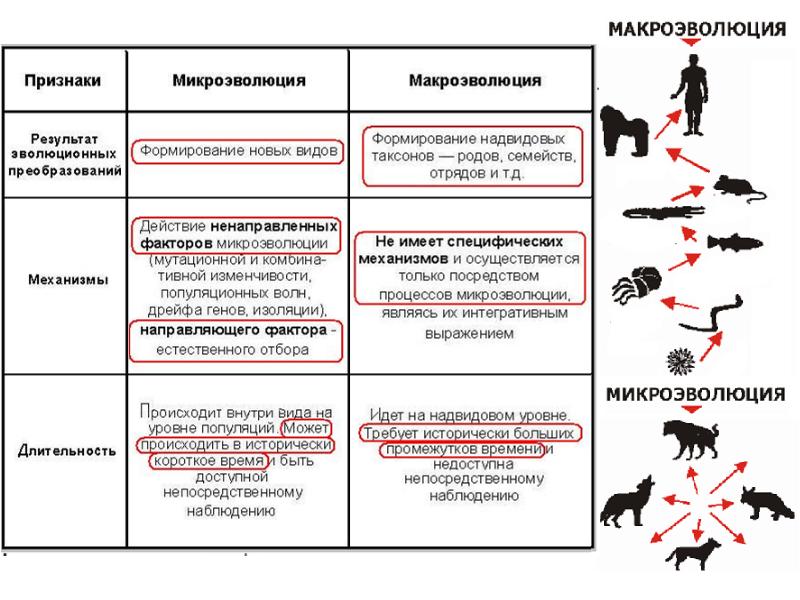 Макроэволюция и микроэволюция презентация