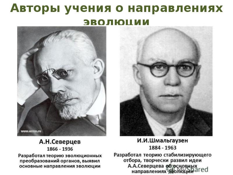 Основные направления эволюции теория. Иван Иванович Шмальгаузен (1884-1963). Иван Иванович Шмальгаузен Советский биолог. Северцов а.н. и Шмальгаузеном и.и. Шмальгаузен и Северцев.