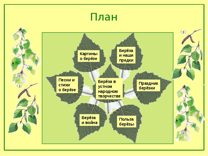План текста береза