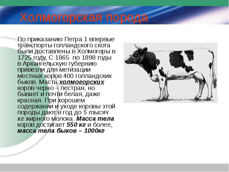 Составить схему однократного прилития крови джерсейской породы для улучшения черно пестрого скота