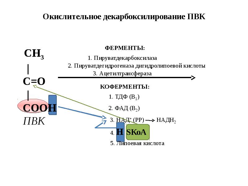 Обмен 3 2. Пируватдекарбоксилаза ТДФ. Схема окислительного декарбоксилирования пировиноградной кислоты. Окислительного декарбоксилирования пировиноградной кислоты in vivo. 1. Окислительное декарбоксилирование ПВК.