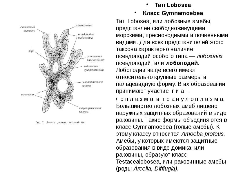 Амёба протей | Virtual Laboratory Wiki | Fandom