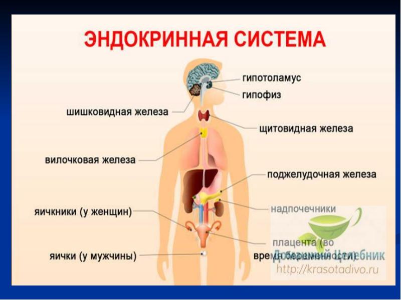 Какой гормон вырабатывают железы внутренней секреции обозначенные на рисунке цифрой 1