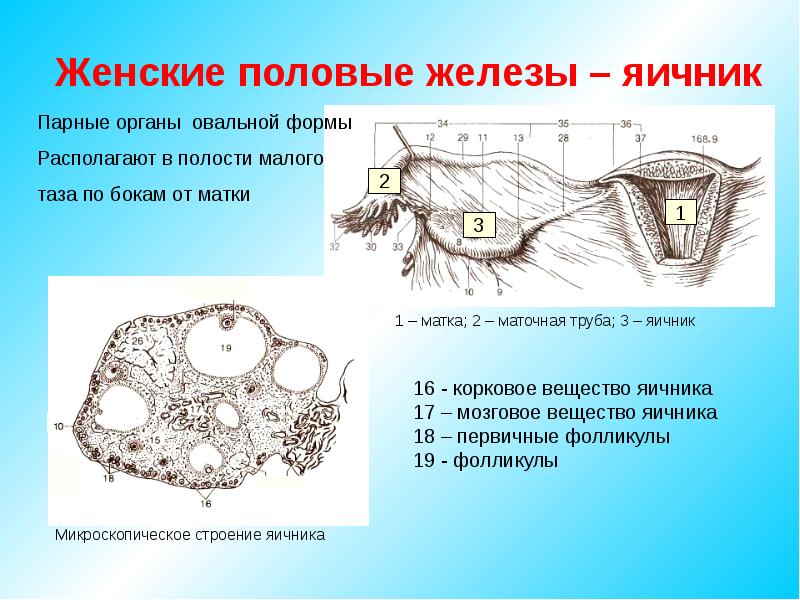 Женские половые железы презентация