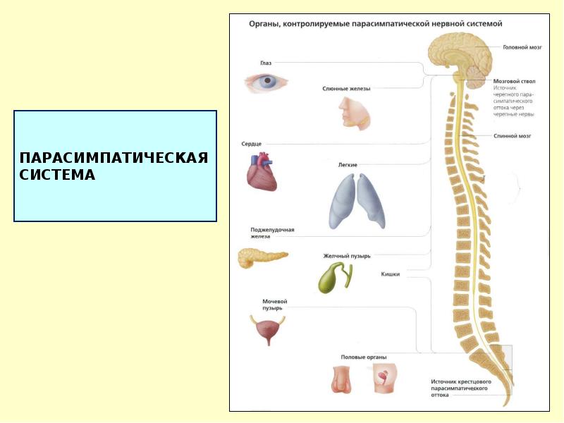 Парасимпатическая система. Парасимпатическая нервная система. Парасимпатичкская нервная сис. Пресинаптическая нервная система. Нервы парасимпатической нервной системы.