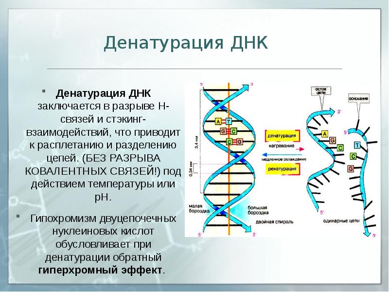 Днк проект пермь