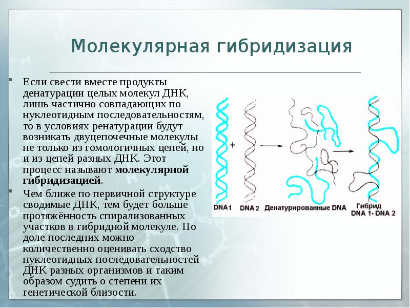 В молекуле днк на долю. Молекулярная гибридизация ДНК. Метод гибридизации ДНК. Методы молекулярной гибридизации. Метод молекулярной гибридизации микробиология.