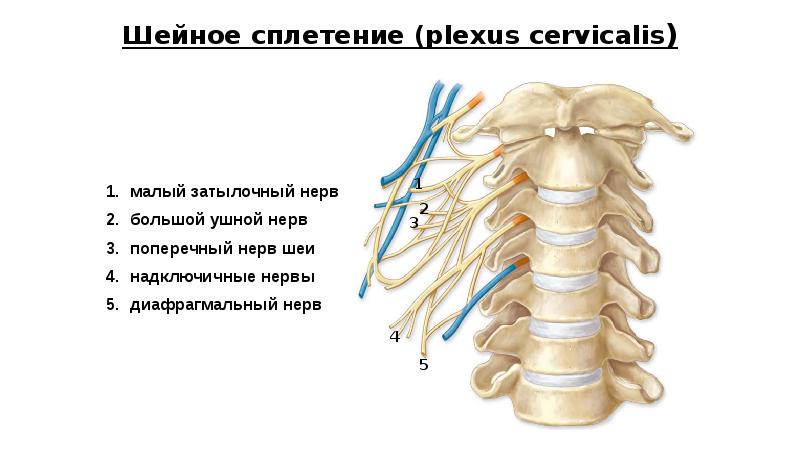 Шейное сплетение анатомия презентация