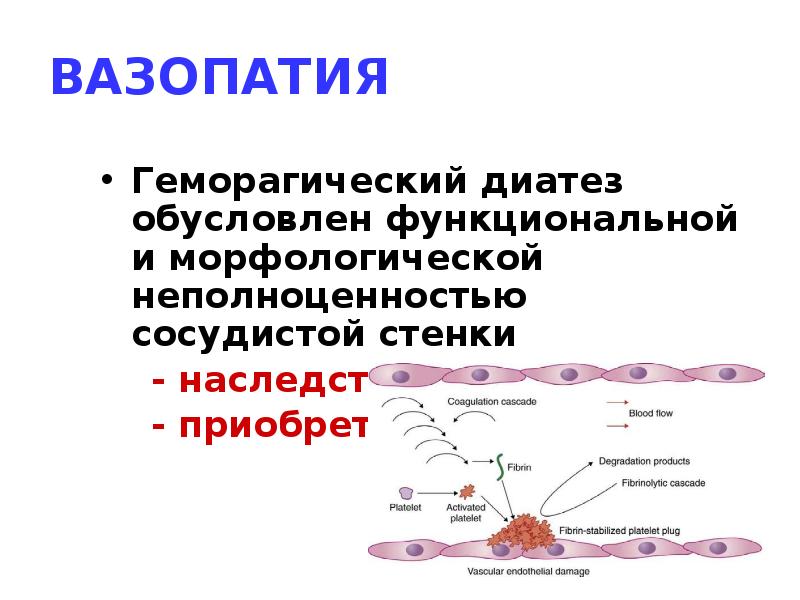 Механизмы тромборезистентности сосудистой стенки патофизиология