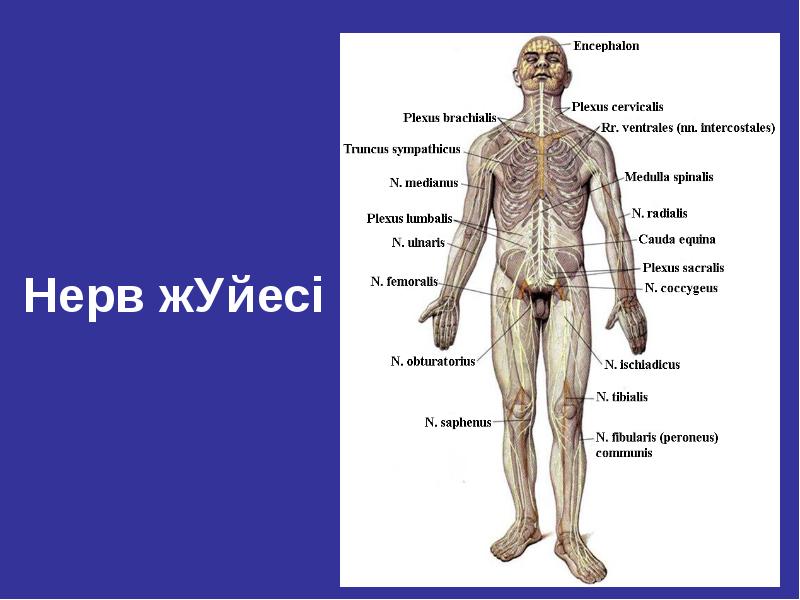 Орталық жүйке жүйесі презентация