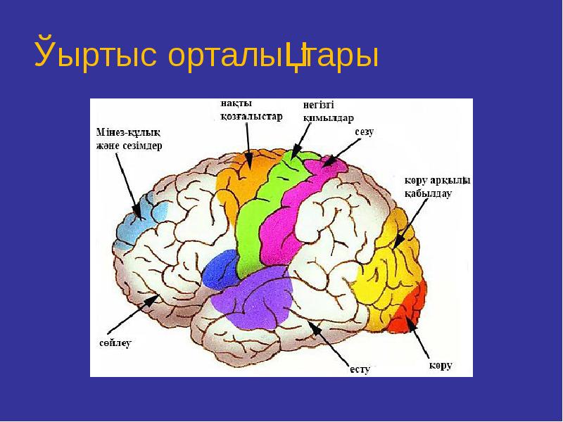 Мидың құрылысы презентация