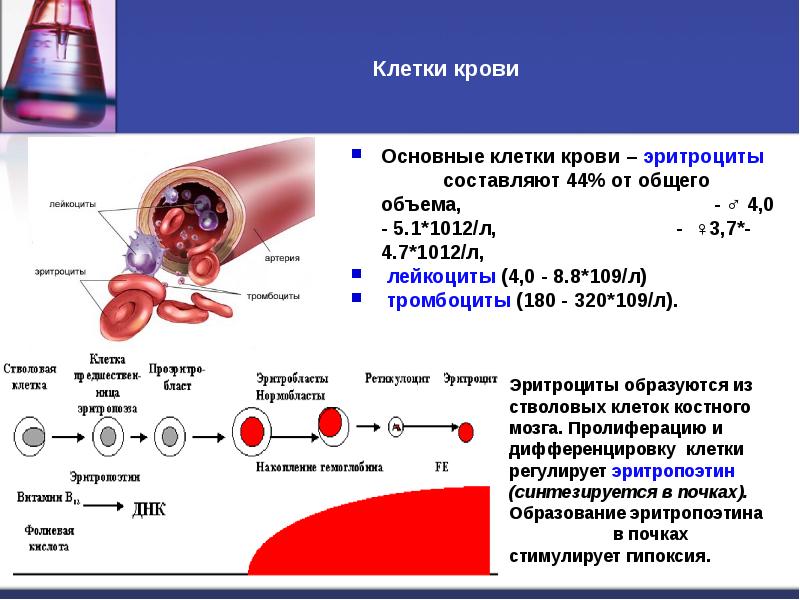 Белки острой фазы биохимия презентация