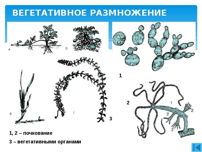 Вегетативное размножение проект