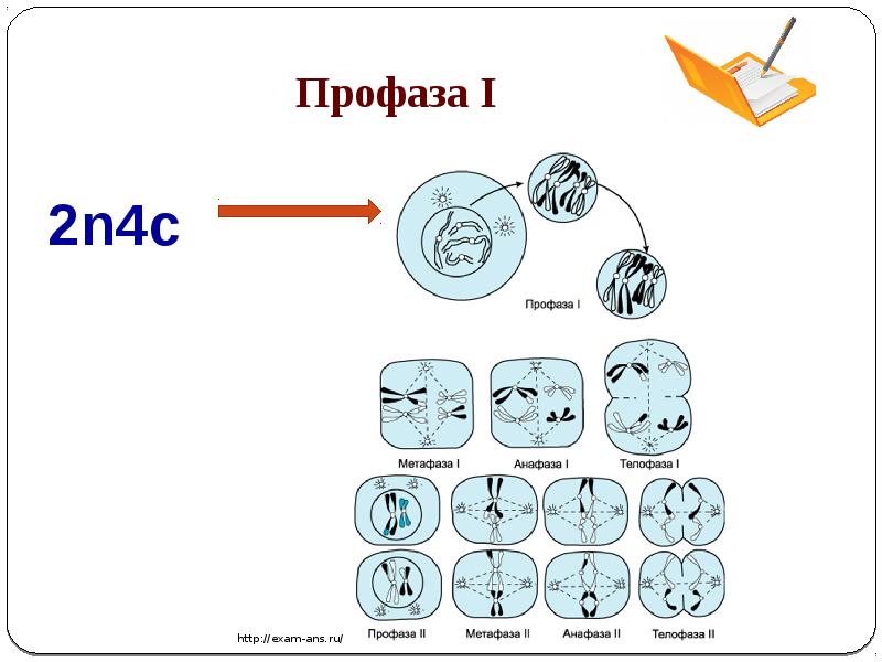 Мейоз профаза 1 2. Митоз схема 2n2c. Схема митоза 2n. Профаза мейоза 1 набор ДНК. Мейоз схема 2n2c.